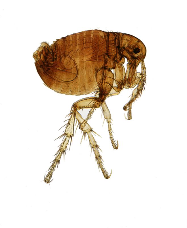 Flea and Tick Infestation